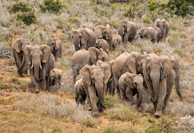 A herd of elephants foraging through the reserve
