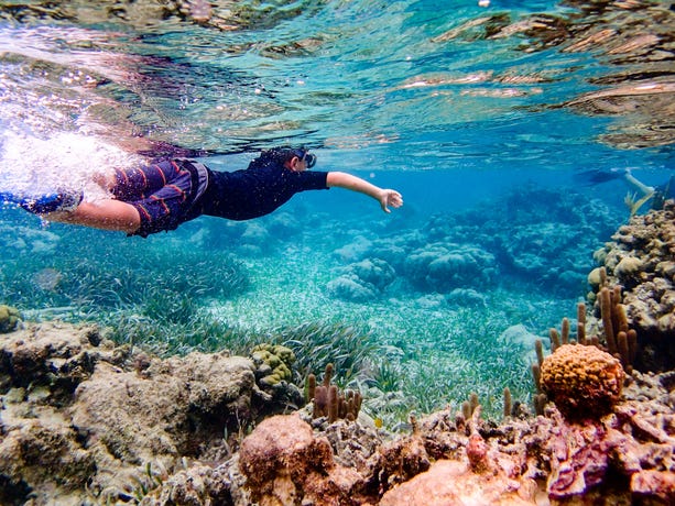 Some of the world's best snorkelling
