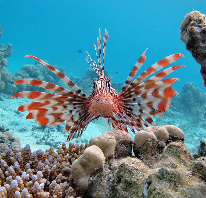 A local lionfish checking out the tourists