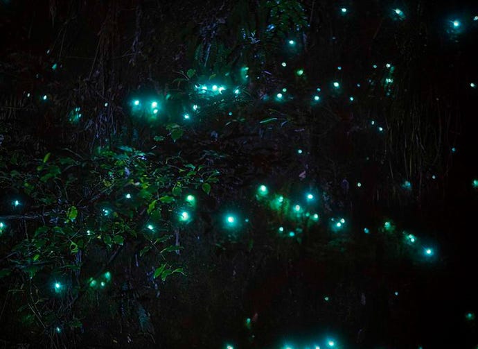 Glow worms at night
