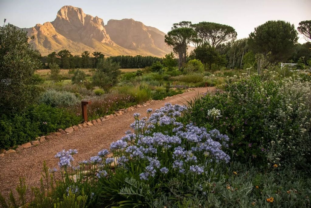 Elegant Cape Dutch manor house with white-washed walls and thatched roof nestled among lush gardens and mountain backdrop in Franschhoek