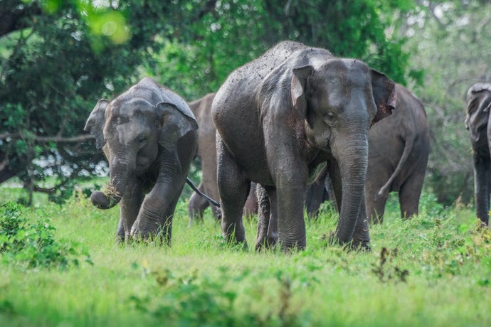 Elephants in Minneriya National Park