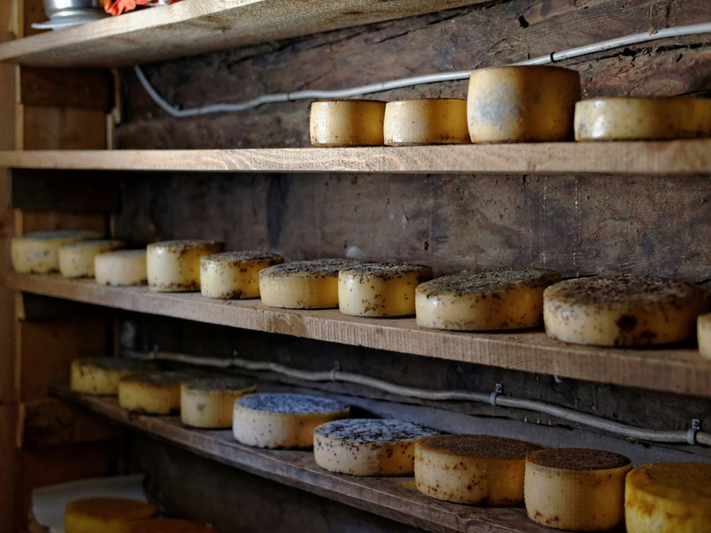 Two cheesemakers in traditional Italian attire crafting artisanal Pecorino cheese wheels in a rustic stone cellar with aged wheels on shelves