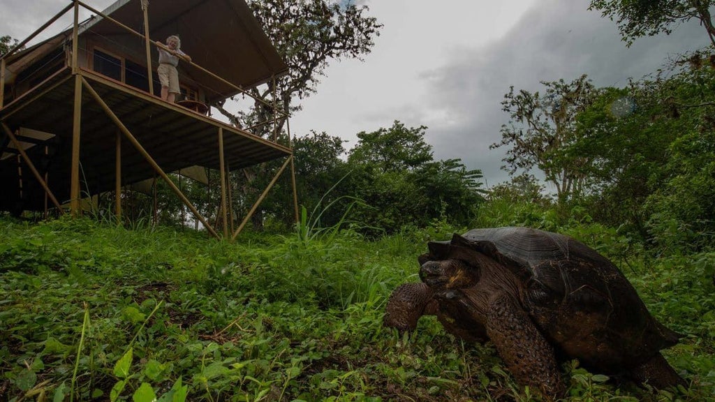 Luxurious eco-lodge nestled in Galapagos highlands, with elegant canvas tents, wooden deck overlooking lush volcanic landscape, safari-style accommodation.