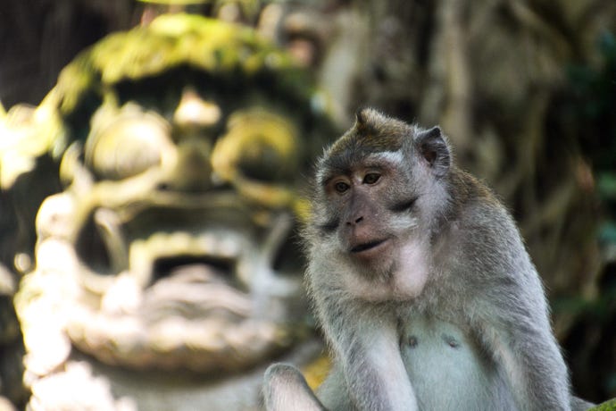 The Sacred Monkey Forest
