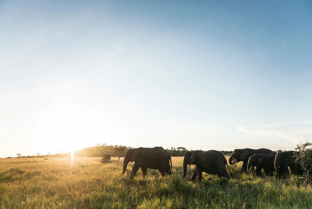 Luxurious open-air safari tent with canvas walls overlooking the Mara River, featuring elegant furnishings and panoramic savanna views