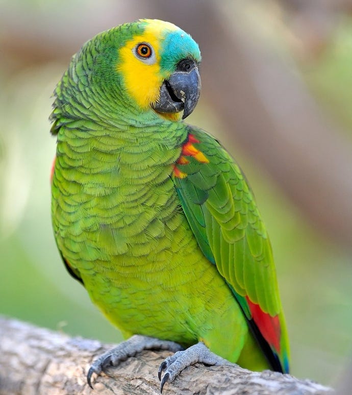 Amazonian parrots
