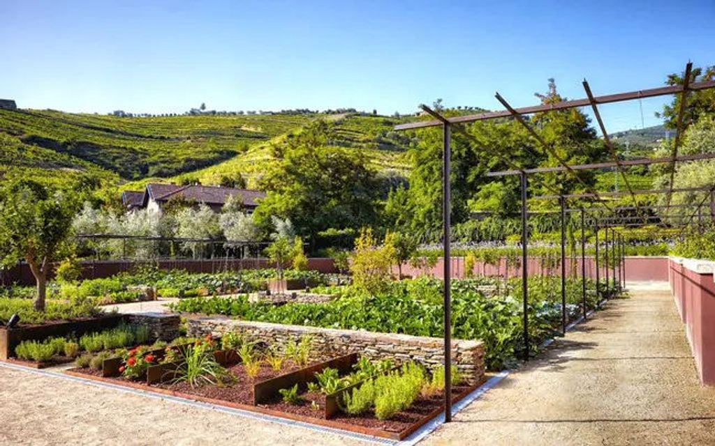 Contemporary resort nestled in Portuguese hillside vineyard with infinity pool overlooking lush Douro Valley and terraced gardens