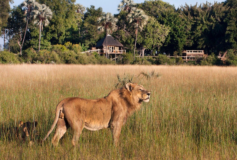 Elevated luxury safari camp with thatched-roof suites on wooden platforms overlooking vast Botswana floodplains at golden hour