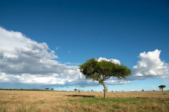 The plains of the Maasai Mara
