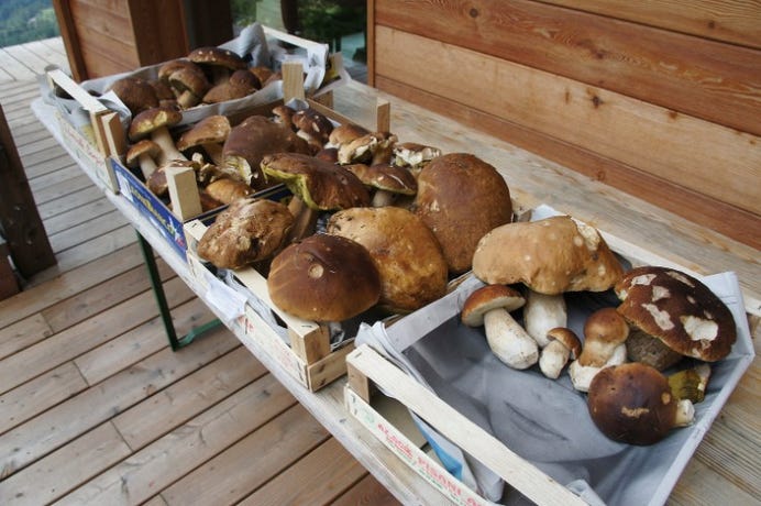 Mushroom foraging in the forests around White Deer