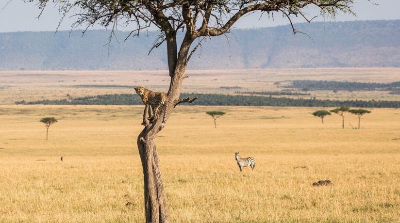 Witness the fascinating interactions of wildlife as they go on the hunt or do their best to evade capture from their predators