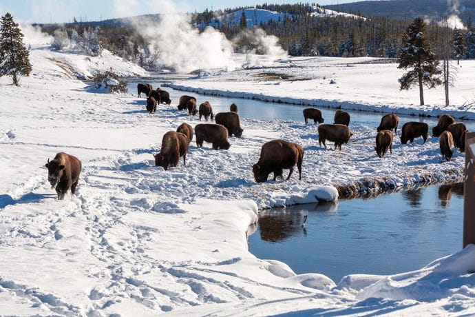 Bison grazing near Yellowstone hot springs in winter