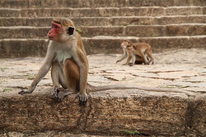 Cheeky monkeys among the ruins