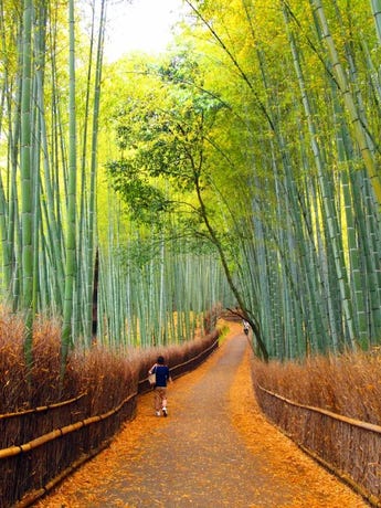 Arashiyama Bamboo Forest
