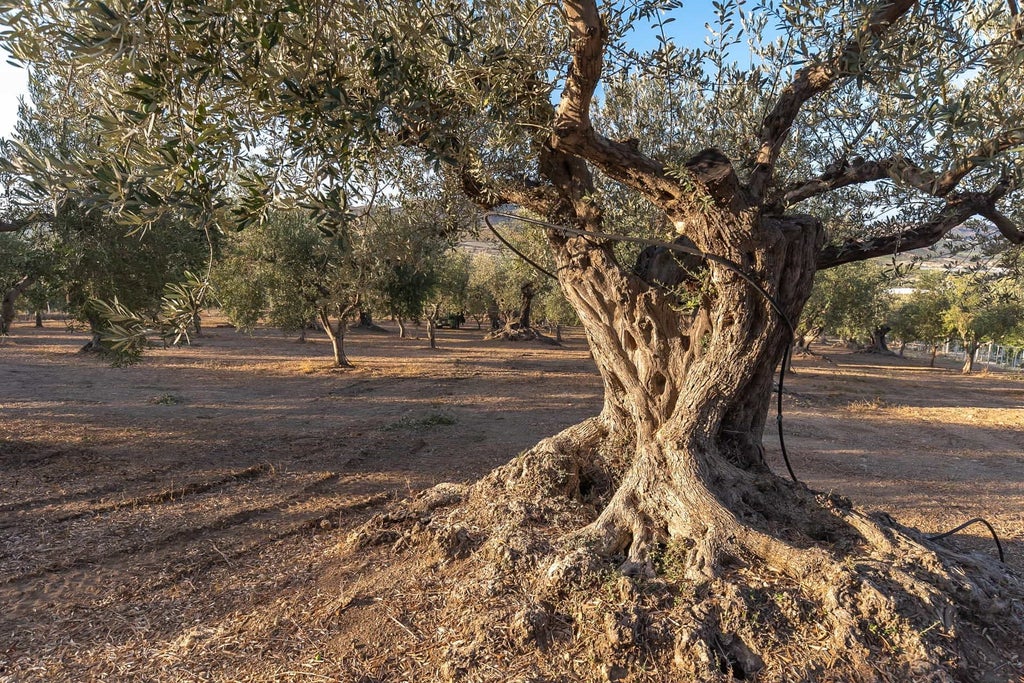 Elegant stone villa at sunset, overlooking rolling Sicilian countryside with olive groves, rustic Mediterranean architecture and warm golden lighting