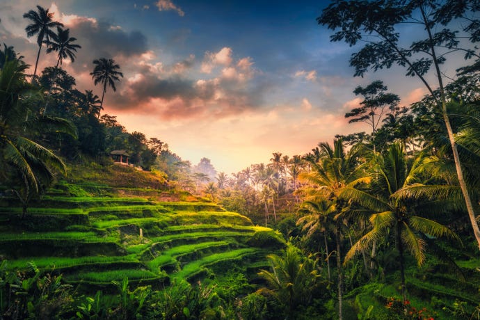 Tegalalang Rice Terrace
