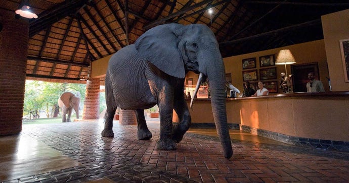 Start your journey at a lodge, where elephants are known to walk through reception in October!
