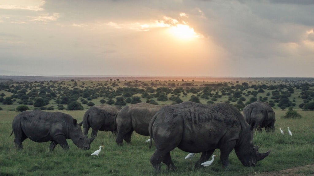 Zebras and wildebeest grazing in Nairobi National Park's vast savanna, with modern city skyscrapers visible in the background