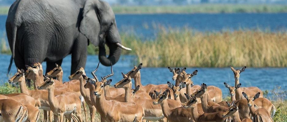 Luxurious safari tented camp nestled in Botswana's wilderness, featuring elegant wooden structures, raised platforms, and sweeping views of pristine natural landscape