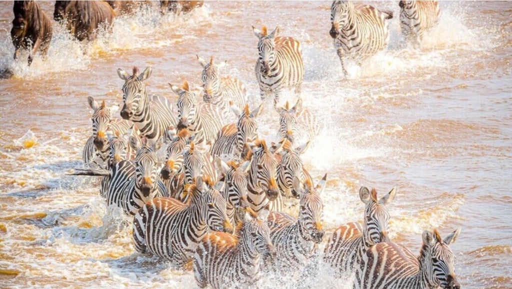 Thundering herds of wildebeest and zebras crossing the golden Serengeti plains, silhouetted against a dramatic sunrise with acacia trees in the distance.