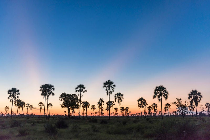 Elevated wooden walkway connects luxury safari suites above wetlands, with palm trees and golden sunset over Okavango Delta