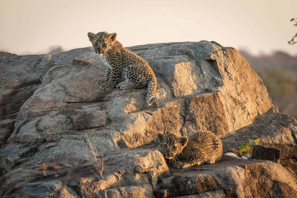 Elegant safari lodge with thatched roof and wrap-around wooden deck overlooking vast African savanna at golden hour, luxurious seating area