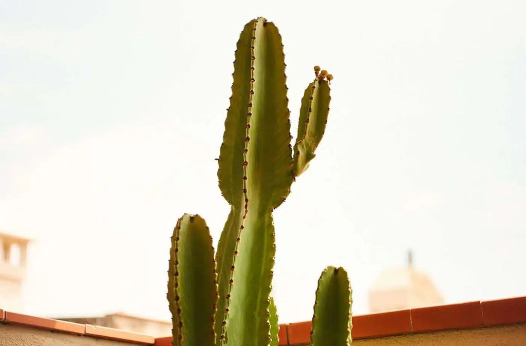 Sunlit Barcelona hotel room terrace with minimalist design, exposed brick walls, wooden furnishings, and lush courtyard greenery in soft Mediterranean light