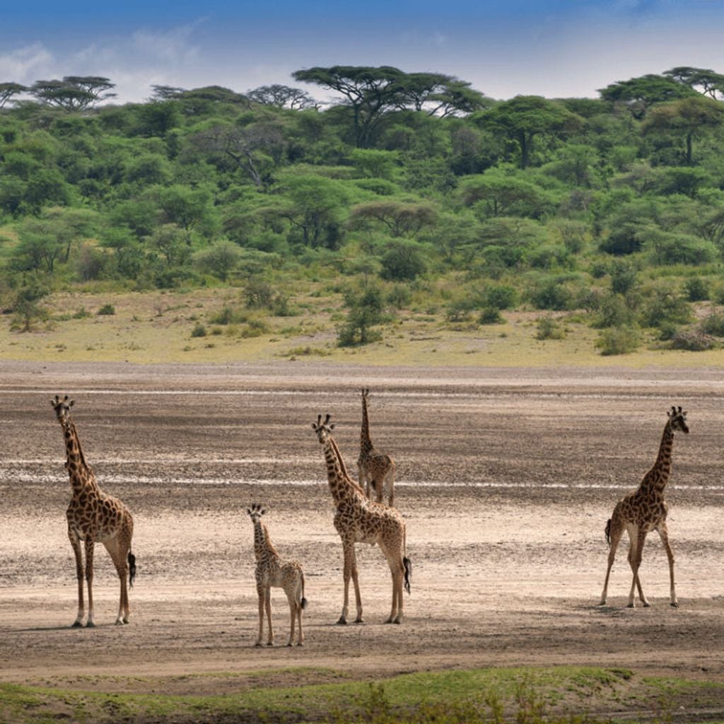 Luxurious safari tent with canvas walls and wooden deck overlooking vast Serengeti plains at sunset, featuring elegant outdoor furniture