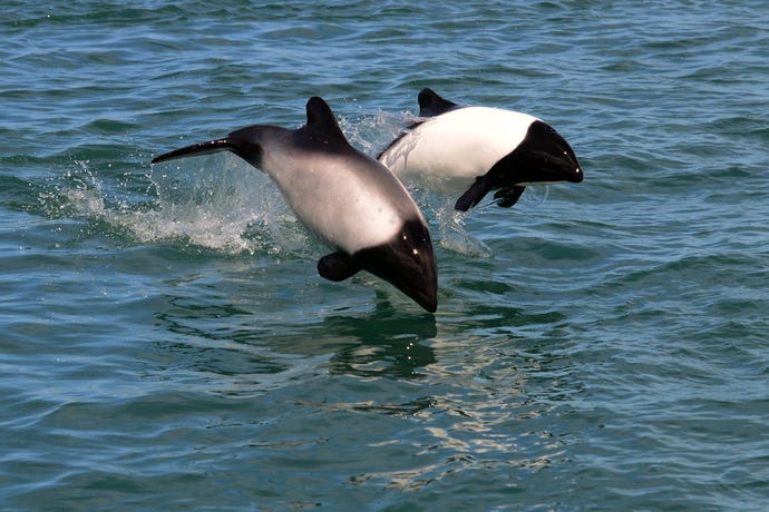 Southern dolphins in Magellan Strait
