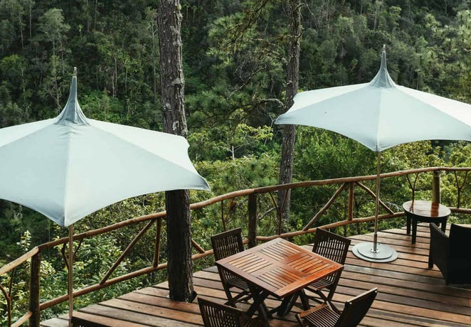 Dine in the treetops
