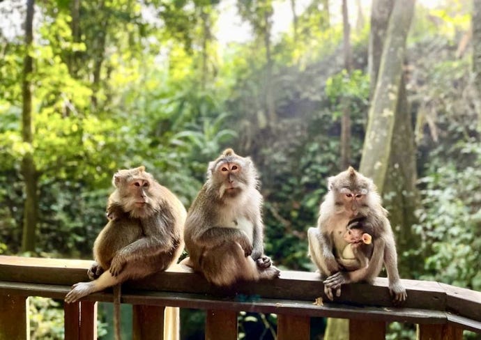 Ubud Monkey Forest
