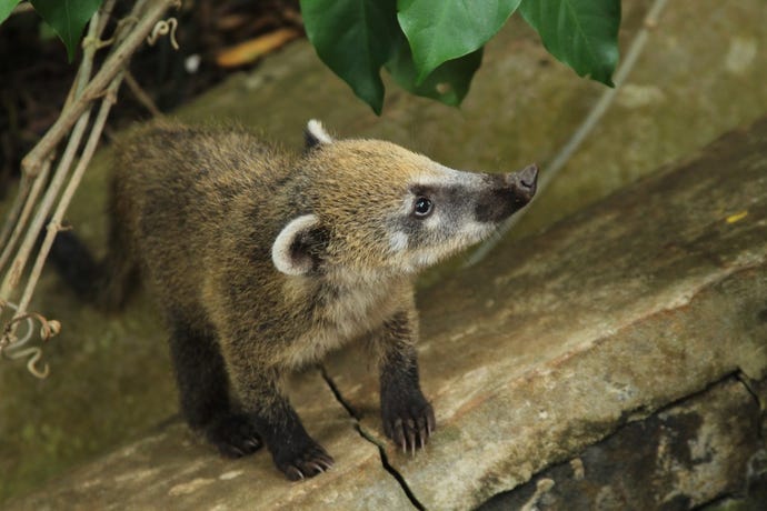 A coati, the Latin American cousin of the raccoon