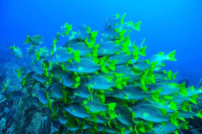 Snorkelling is best done off the coast of your private island