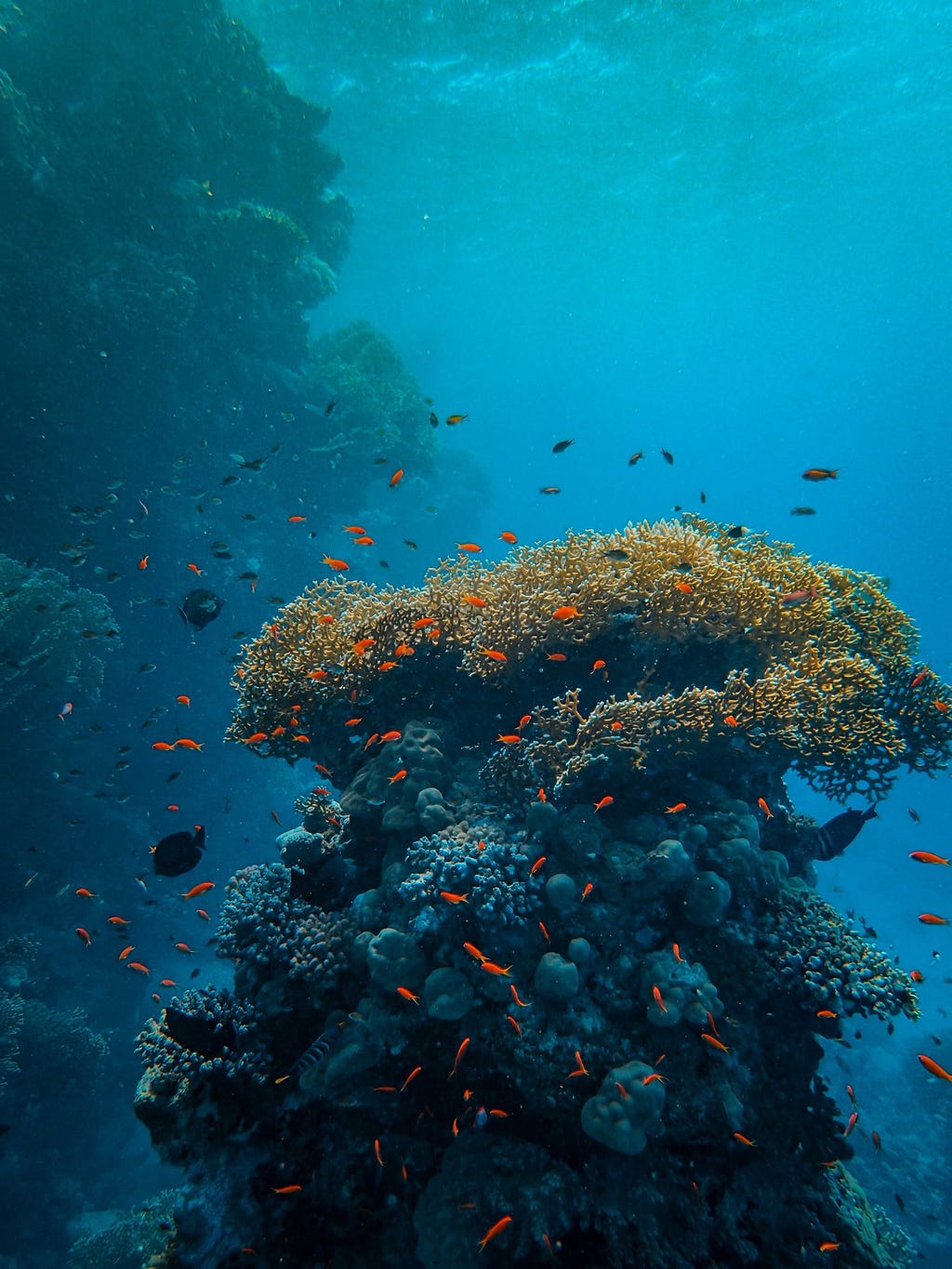 An Abundance of Dive Sites Off the Shores of Dahab, Egypt