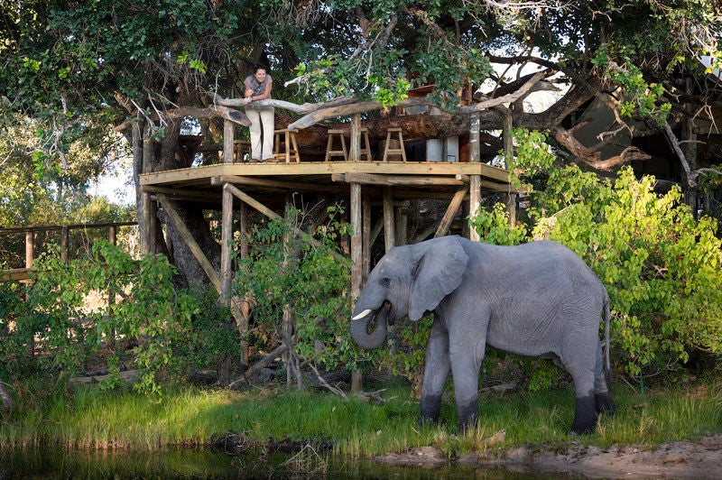 Elevated treehouse suite at Wilderness Little Tubu overlooks Okavango Delta, featuring thatched roofing and private viewing deck