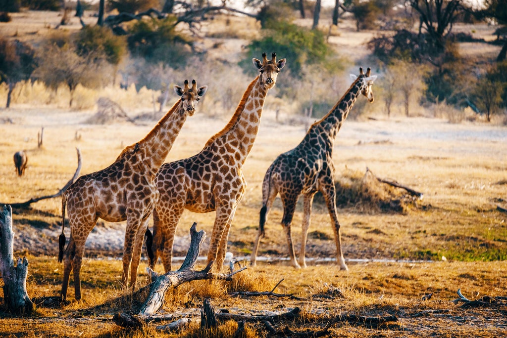 Expansive savanna grassland in Northern Serengeti with scattered acacia trees and golden sunlight casting long shadows at sunrise