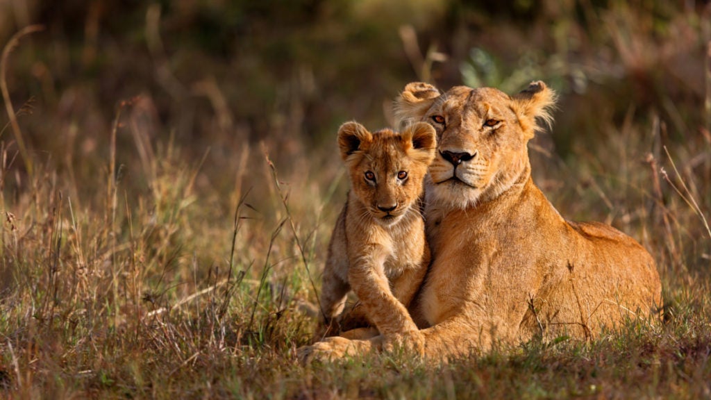 A luxurious safari tent with canvas walls, elegant wooden furniture and sweeping Serengeti plains views at golden hour in Tanzania