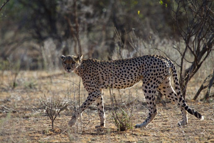 Cheetahs prefer their open savannah habitats