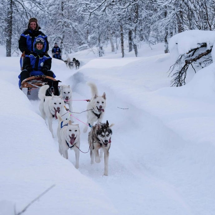 Dog sledding in Norway
