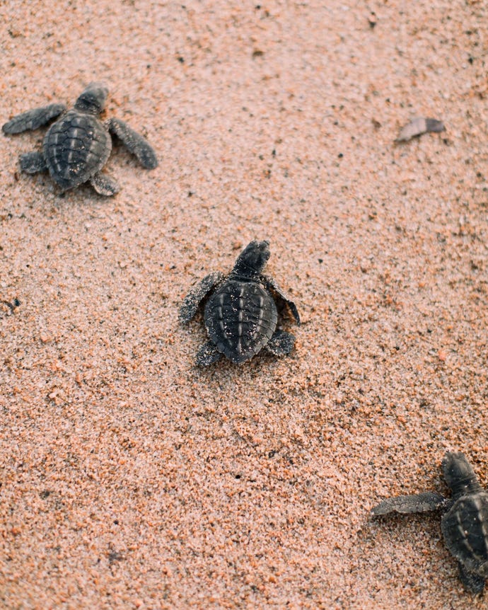 A turtle release at the sanctuary