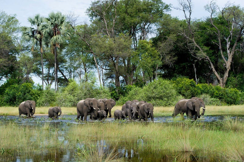 Elevated safari lodge with thatched-roof cottages on wooden stilts overlooking lush wetlands and swaying palm trees in golden light