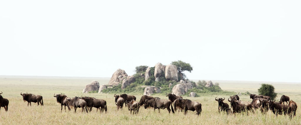 Luxurious safari tents with raised wooden decks overlooking vast Tanzanian savanna, acacia trees frame sunset-lit mountains in distance