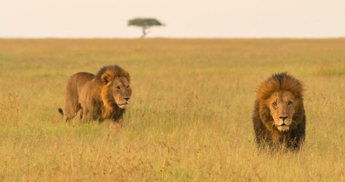 A coalition of male lions walking through the Masai Mara savannah