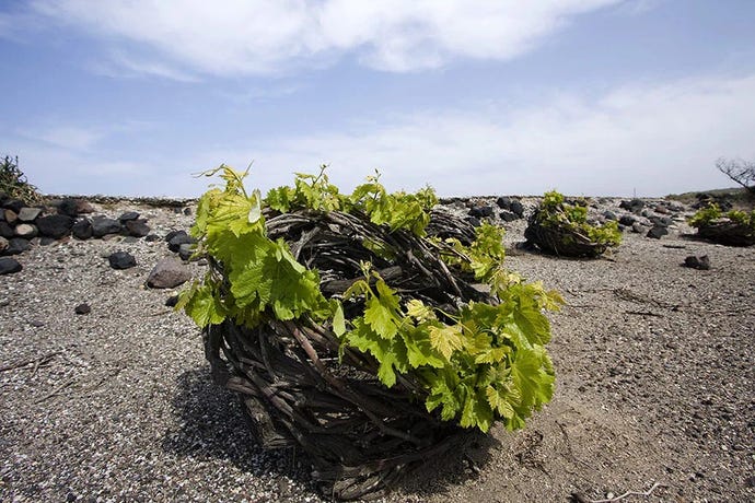 Old assyrtiko vines in the volcanic terroir of Santorini
