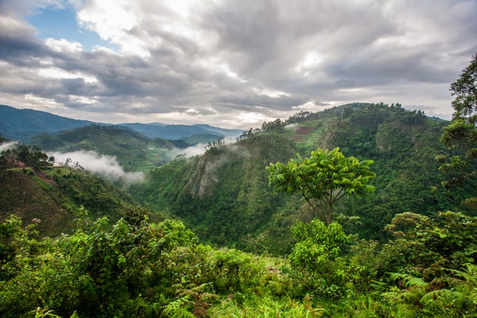 Volcanoes National Park in Rwanda
