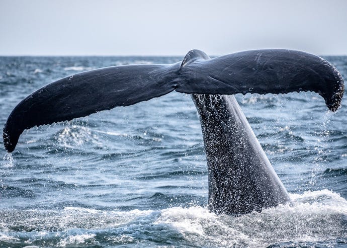 A whale sighting off the coast