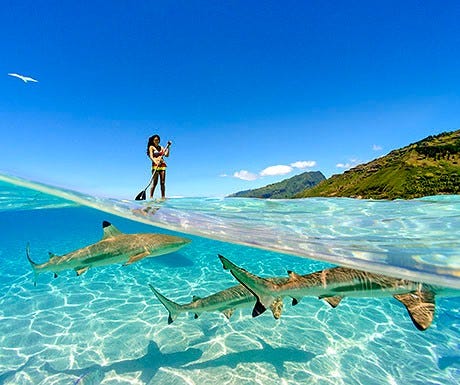 Paddleboarding on Moorea
