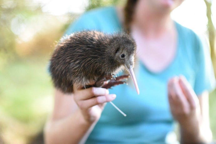 Go on a kiwi discovery tour at Cape Kidnappers