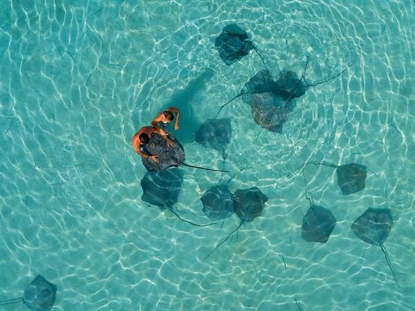 Snorkel with sharks and rays
